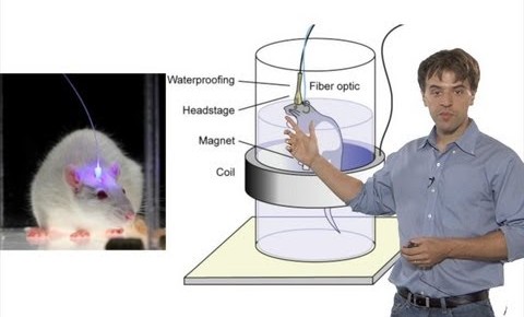 تصویری از دکتر “کارل دیسورت” که با استفاده از روش «اپتوژنتیک» توانست حافظۀ موش ها را پاک کند.